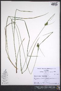 Carex complanata image