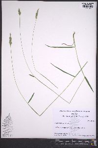 Anthoxanthum odoratum image