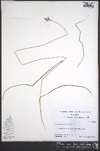 Carex caroliniana image