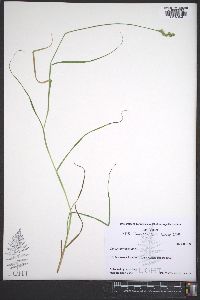 Carex normalis image