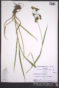 Scirpus georgianus image