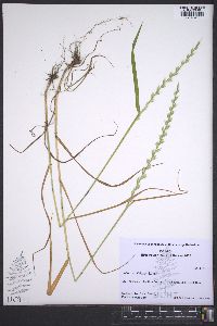 Lolium perenne subsp. multiflorum image