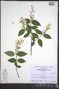 Deutzia scabra image