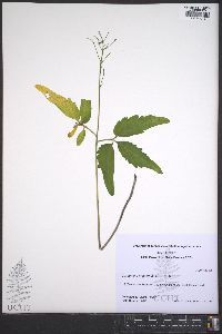 Cardamine angustata image