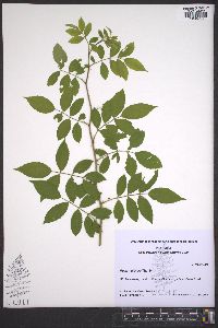 Rosa multiflora image