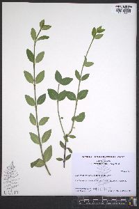 Euonymus fortunei image