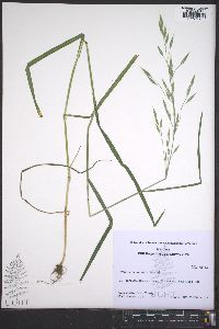 Bromus commutatus image