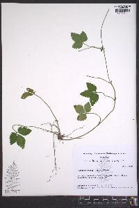 Potentilla indica image