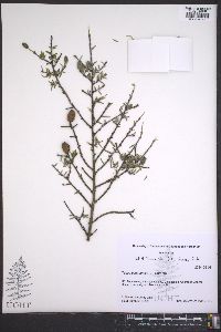 Tsuga canadensis image