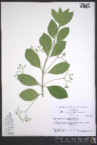 Euonymus fortunei image