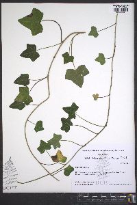 Hedera helix image