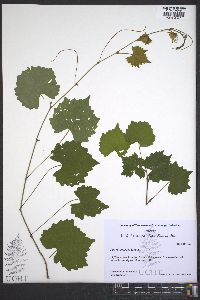 Vitis rotundifolia image