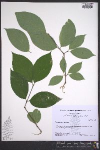 Calycanthus floridus image