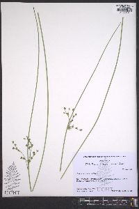 Juncus coriaceus image