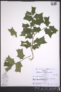 Ilex cornuta image