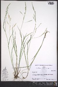 Festuca rubra image