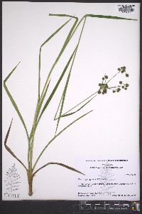 Scirpus georgianus image