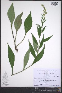 Solidago erecta image