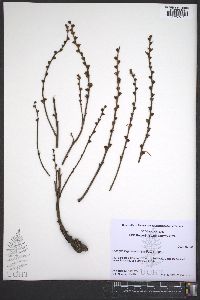 Epifagus virginiana image