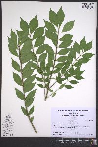 Euonymus alatus image