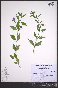 Mimulus alatus image
