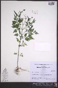 Bidens bipinnata image