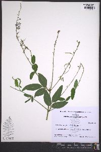 Desmodium perplexum image