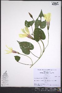 Ipomoea pandurata image