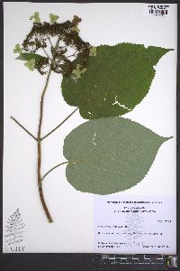 Hydrangea cinerea image