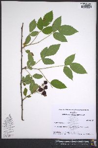 Rubus pensilvanicus image