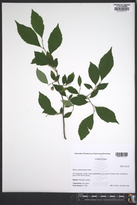 Styrax americanus image