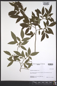 Vaccinium fuscatum image