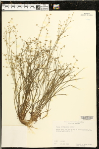 Juncus diffusissimus image