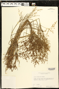 Juncus diffusissimus image