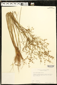 Juncus diffusissimus image