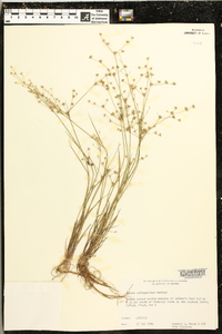 Juncus diffusissimus image