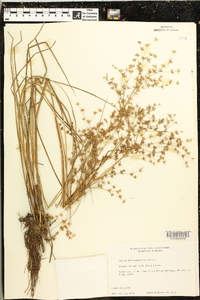 Juncus diffusissimus image