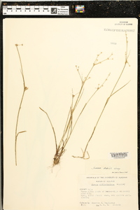 Juncus debilis image