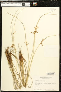 Juncus coriaceus image