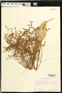 Juncus diffusissimus image