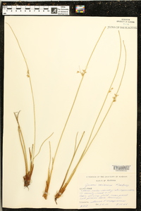 Juncus coriaceus image