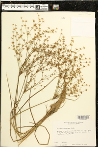 Juncus diffusissimus image