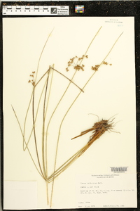 Juncus coriaceus image