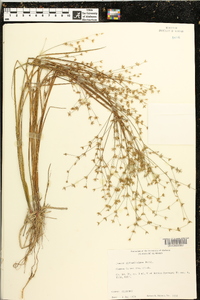 Juncus diffusissimus image