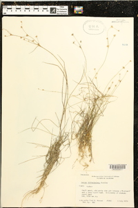 Juncus diffusissimus image