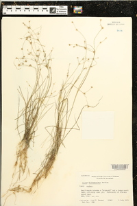 Juncus diffusissimus image