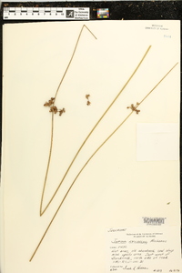 Juncus coriaceus image