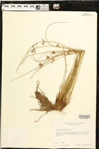 Juncus coriaceus image