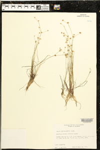 Juncus diffusissimus image