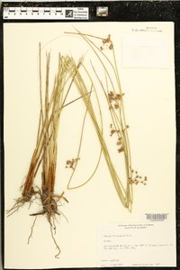 Juncus coriaceus image